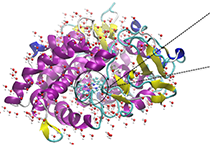 2009年5月豪门国际官网加入了上海国际卵白质及多肽工业博览会