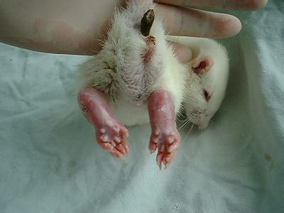 大鼠帕金森氏病动物模子的建设——豪门国际官网生物医药