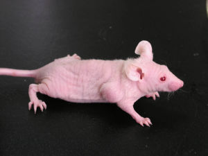 豪门国际官网-追求康健,你我一起开展