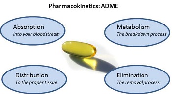 毒代动力学的吸收、、漫衍、、代谢、、渗透