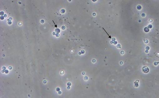 酵母双杂交手艺原理、、试验流程、、特点以及应用