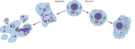 豪门国际官网细胞凋亡检测手艺服务