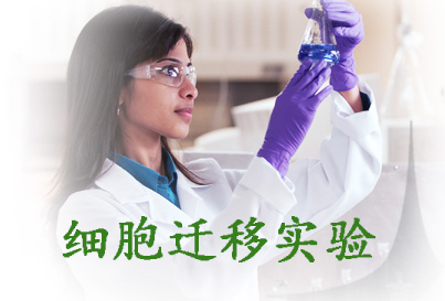 细胞迁徙实验服务
