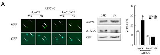 双分子荧光互补手艺服务