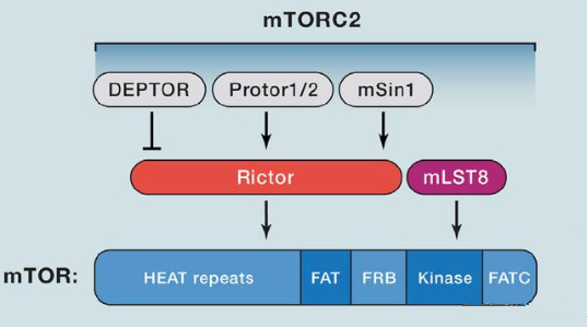 mTORC2的组成卵白主要有Rictor、、、mSin1、、、mSLT8和Protor等
