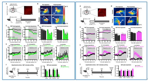 对神经元的激活会镌汰棕色脂肪产能，，，镌汰身体活动，，，从而抑制能量的消耗；相反，，，抑制神经元会提高能量的消耗。