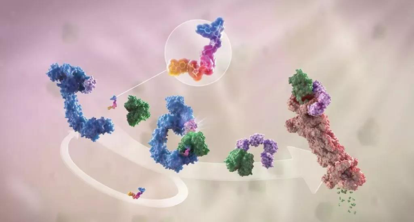 卵白降解剂（多色）连系了1个靶卵白（绿色）和1个E3泛素毗连酶（蓝色），，驱动基于卵白酶体（橙色）的靶卵白泛素化（紫色）和降解。。