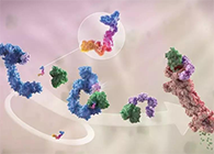 LYTAC出生，，与PROTAC并肩作战针对不可成药的靶点