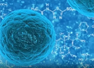 攻克三阴性乳腺癌，，蜜蜂毒液竟是要害？？