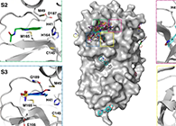 【Nature子刊】国际团队联协实力，，加速基于COVID-19结构的药物设计！！