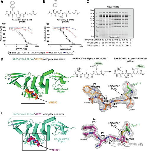 与SARS-CoV-2 PLpro配合使用的非自然氨基酸抑制剂VIR250和VIR251及其晶体结构的表征