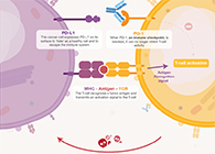 饿了吗？饿一饿原来可以辅助PD-1抑制剂肿瘤免疫治疗