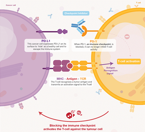 饿了吗？？饿一饿原来可以辅助PD-1抑制剂肿瘤免疫治疗 