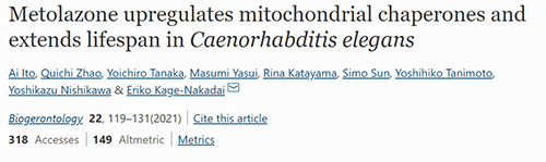 来自日本大阪市立大学的科学家搜索了现有药物的化学“文库”，他们发明一种名为美托拉宗的抗高血压药可延伸秀丽隐杆线虫的寿命，标记着抗朽迈药物开发的第一步