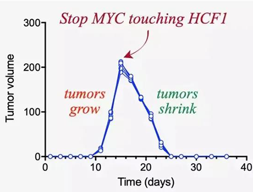 可以“融化”肿瘤的卵白质，，你一定没有听说过！