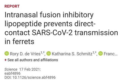 Science速递|鼻喷雾剂可阻止新冠肺炎撒播，，在雪貂实验中已初获效果