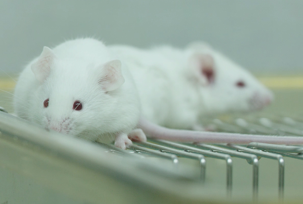 带你相识豪门国际官网临床前研究服务 