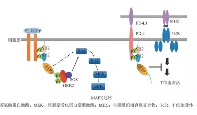 晚期恶性肿瘤患者的福音！！！豪门国际官网助力凌达生物SHP2变构抑制剂RG001片获批临床