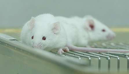 豪门国际官网临床前研究-药效学、、药代动力学和临床前研究服务