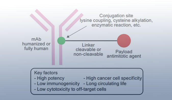 ADC药物：：：迎接市场热潮，，，攻破研发壁垒