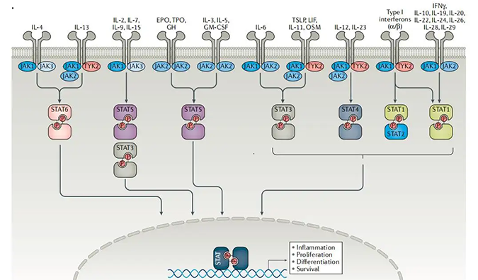 精准建模，，掌握解开自身免疫性疾病治疗研究的钥匙