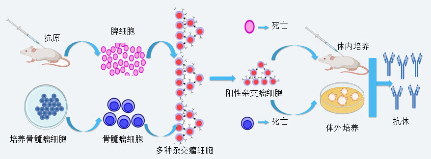 豪门国际官网抗体开发手艺