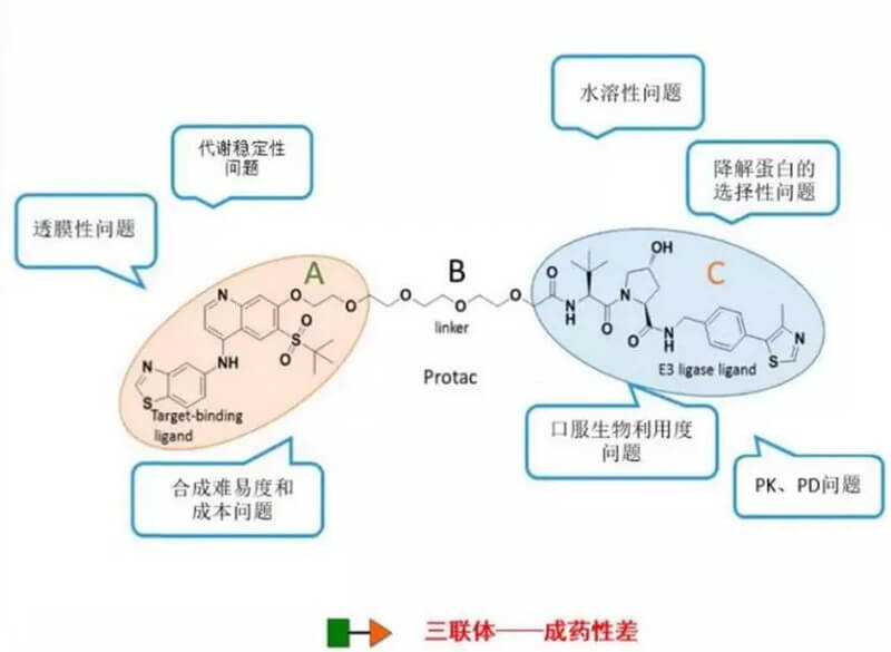 PROTAC分子量较大，消融性较差.jpg