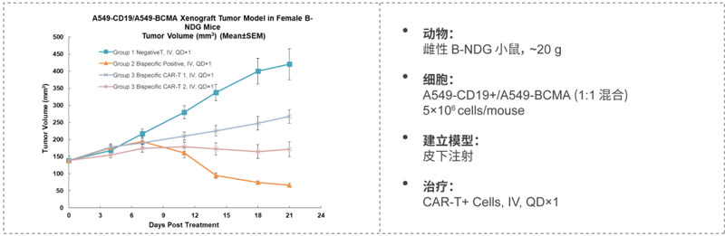 双特异性CAR-T药效研究：CD19-BCMA.jpg