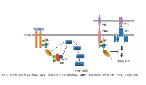 豪门国际官网助力凌达生物SHP2变构抑制剂RG001片获批临床.jpg