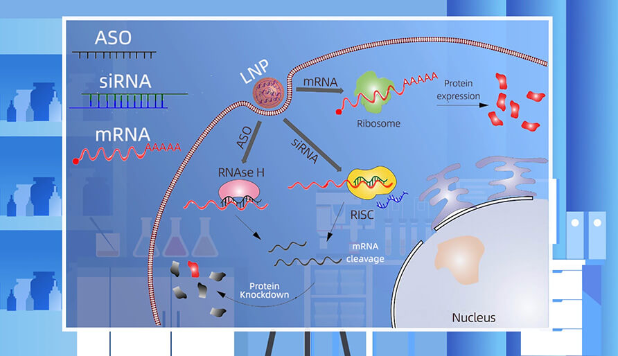 核酸药物的作用机制主要有哪些？？