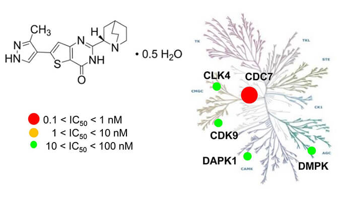TAK-931是一种高特异性CDC7抑制剂，具有抗肿瘤功效，本研究中体内药效实验通过豪门国际官网举行