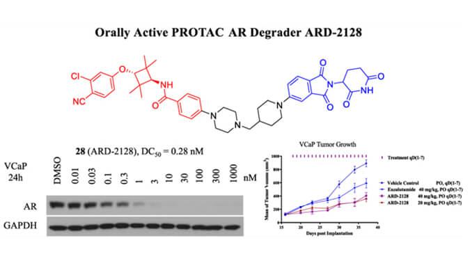 ARD-2128是一种PROTAC AR降解剂，具有精彩的血浆和微粒体稳固性，本研究中体外稳固性和PK研究通过豪门国际官网举行