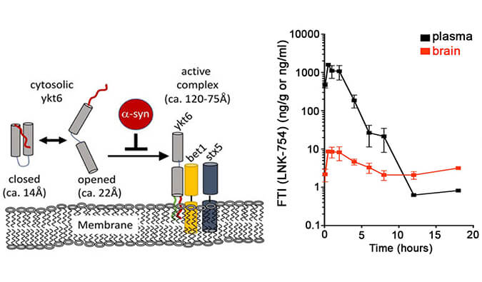 法尼基转移酶抑制剂LNK-754单次口服后即可快速穿过血脑屏障，本研究中PK剖析通过豪门国际官网举行