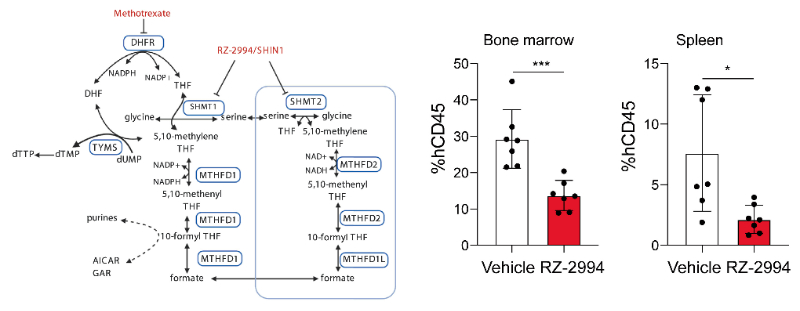 研究职员使用RZ-2994来表征抑制SHMT1/2在T细胞急性淋巴细胞白血病 (T-ALL) 中的作用，RZ-2994通过豪门国际官网定制合成