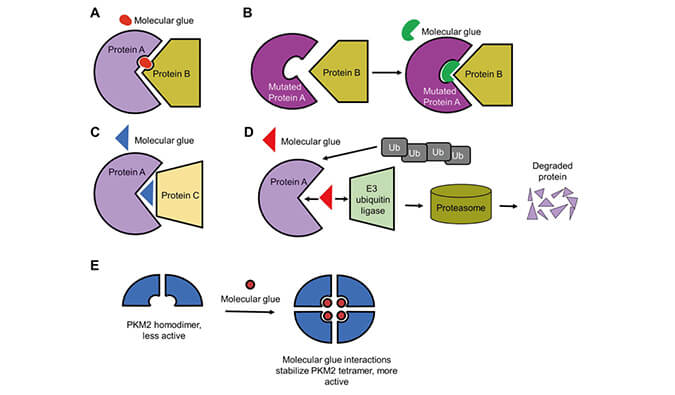 靶向卵白降解系列（三）：分子胶，，，挑战不可成药