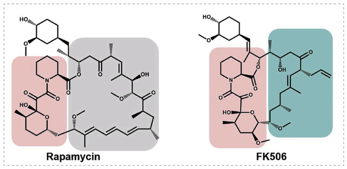 5-雷帕霉素、、、FK506-诱导的-FKBP-卵白质相互作用.jpg