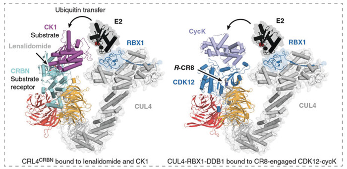 7-RBX1--CUL4-DDB1-(CRL4)-与R-CR8-CDK12-cycK复合物相连系.jpg