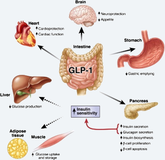 GLP-1的多重心理功效.jpg