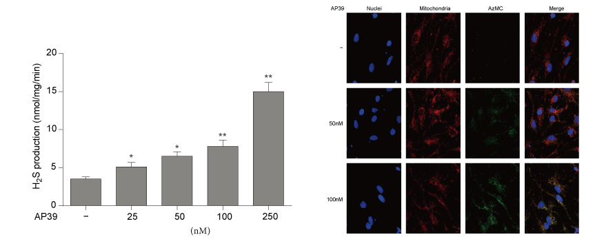 AP39是一种新合成的线粒体靶向的H2S供体，，，本研究中AP39通过豪门国际官网设计和合成