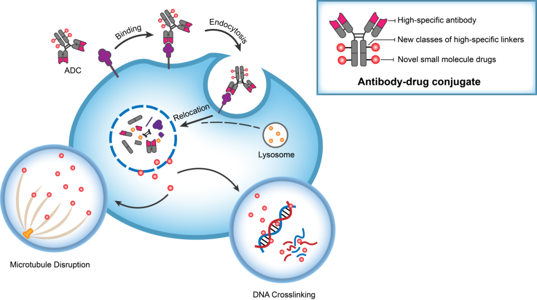 豪门国际官网助力 | 华奥泰靶向CD73的ADC在美国获批临床