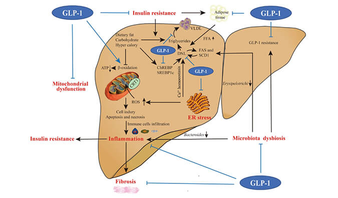 谁将成为 2024年全球生物医药首个黑马？？NASH领域突破性药物即将问世？？