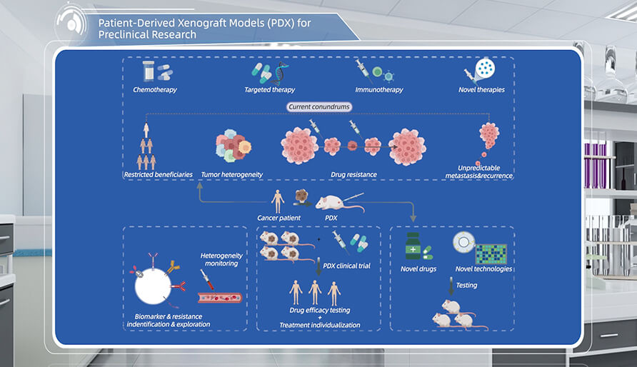 什么是临床前研究的PDX（人源肿瘤异种移植）模子？？