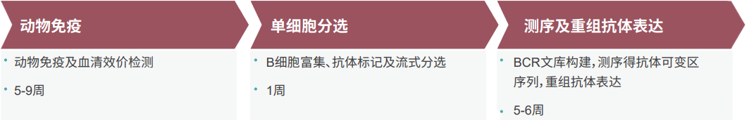 豪门国际官网单B细胞抗体发明平台