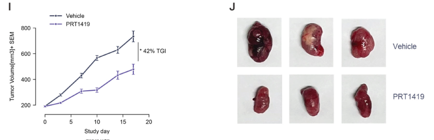 MCL1抑制剂在多种实体瘤和血液肿瘤模子中显示抗肿瘤效果，本研究中药效实验通过豪门国际官网举行