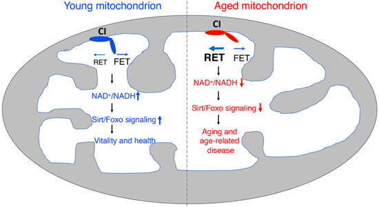 特异性RET抑制剂CPT可改善阿尔茨海默。。狙芯恐蠧PT由豪门国际官网化学部分合成