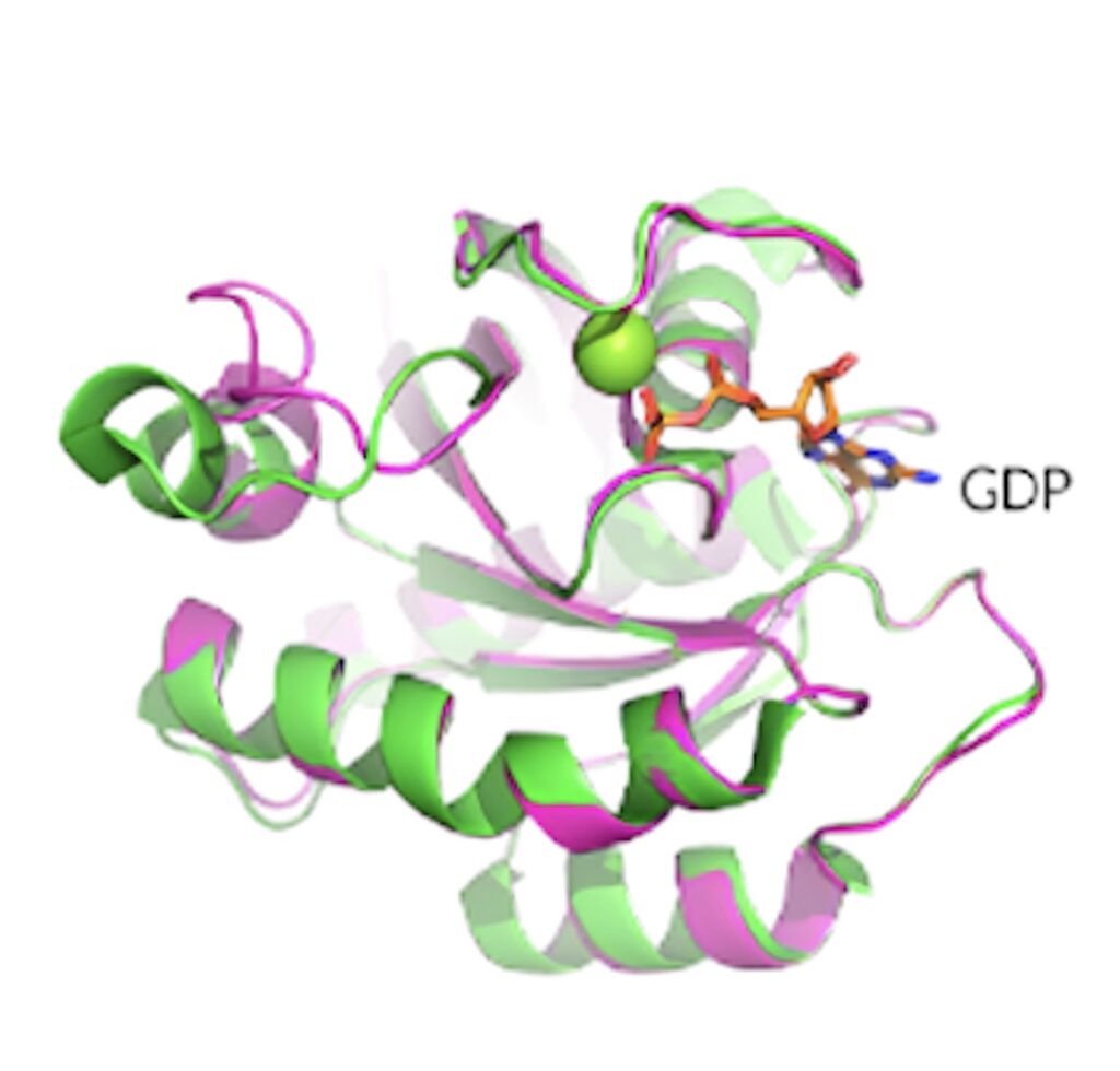 KRAS G12D晶体结构展现了卵白质的构象和 GDP 连系状态。.jpeg